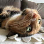 Katze liegt entspannt auf dem Rücken auf dem Sofa - vertraute und ruhige Katzenbetreuung zu Hause in Berlin