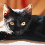 Katze liegt entspannt auf dem Boden und blickt in die Kamera - behutsame Betreuung durch Katzensitterin Berlin