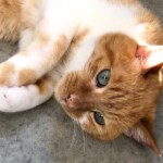 Katze räkelt sich auf dem Boden - einfühlsame und liebevolle Katzenbetreuung in Berlin