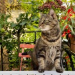 Katze inspiziert neugierig den grünen Balkon - liebevolle und achtsame Katzenbetreuung bei Ihnen zu Hause in Berlin