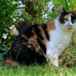 Katze sitzt im grünen Gras - fürsorgliche Betreuung durch Katzensitterin in Berlin