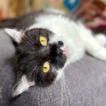 schwarz-weiße Katze ruht entspannt auf Sofa - achtsame Katzenbetreuung durch Katzensitterin Berlin
