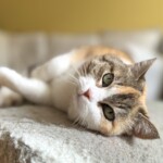 Katze liegt entspannt auf dem Sofa und blickt in die Kamera - liebevolle Katzenbetreuung bei Ihnen zu Hause in Berlin