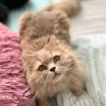 Neugierige Katze auf dem Sofa - individuelle Katzenbetreuung durch Katzensitterin Berlin