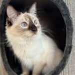 Katze sitzt gemütlich in Katzenhöhle und blickt hinaus - behutsame Betreuung durch Katzensitterin in Berlin