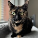 Katze sitzt entspannt auf dem Fensterbrett - fürsorgliche Betreuung durch Katzensitterin in Berlin