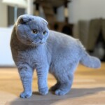 Katze steht aufmerksam im Wohnzimmer - individuelle Betreuung durch erfahrene Katzensitterin Berlin