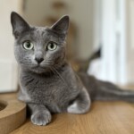 Katze blickt aufmerksam in die Kamera - vertrauensvolle Katzenbetreuung bei Ihnen zu Hause in Berlin