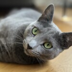 Katze ruht entspannt auf dem Boden - achtsame Betreuung durch Katzensitterin Berlin