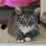 Katze ruht entspannt auf dem Boden - achtsame Betreuung durch Hauptstadtkatzen in Berlin