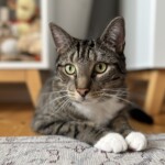 Katze liegt aufmerksam auf dem Boden - spielerische Katzenbetreuung in Berlin