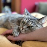 Katze kuschelt mit Katzensitterin - liebevolle Katzenbetreuung in Berlin mit Nähe und Vertrauen