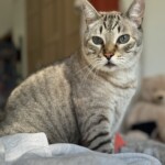 Katze sitzt aufmerksam auf dem Bett - individuelle Betreuung durch Katzensitterin in Berlin