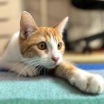 Katze liegt lauernd auf dem Boden - aufmerksame, liebevolle Katzenbetreuung in Berlin