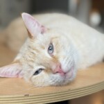 Katze liegt entspannt auf Tisch - ruhige und zuverlässige Katzenbetreuung durch Katzensitterin in Berlin