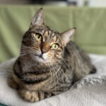 Katze blickt liebevoll vom Sofa - ruhige und einfühlsame Katzenbetreuung in Berlin