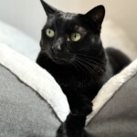Katze ruht im Katzenbett - fürsorgliche und stressfreie Betreuung durch Katzensitterin in Berlin