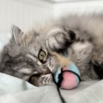 Katzensitterin Berlin - spielende Katze während liebevoller Betreuung zu Hause