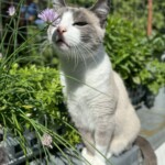 Katze auf Terrasse mit Blume - Katzensitterin Berlin sorgt für achtsame Betreuung in vertrauter Umgebung