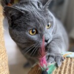 Britisch Kurzhaar Katze spielt mit Federstab - einfühlsame Katzenbetreuung in Berlin